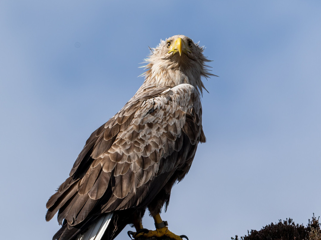 Lady Anne Wildlife Cruises-Grimsay必去景点