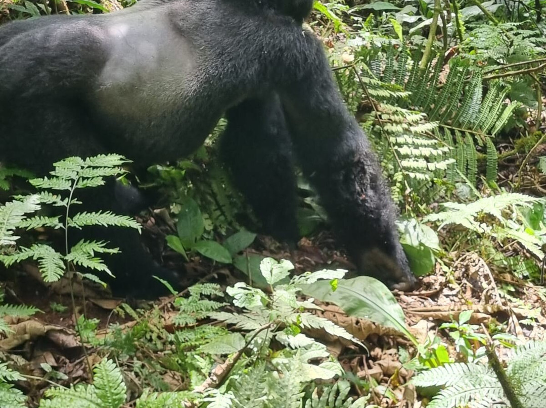 Uzuri Uganda Safaris-坎帕拉必去景点