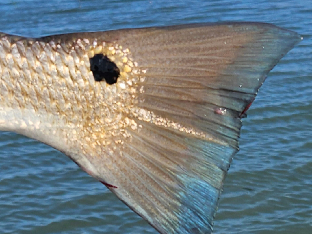 Charleston Fishfinder Charters-棕榈岛必去景点