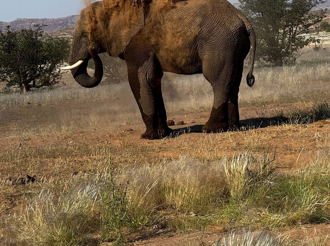 Twyfelfontein Elephant Drives-Palmwag必去景点