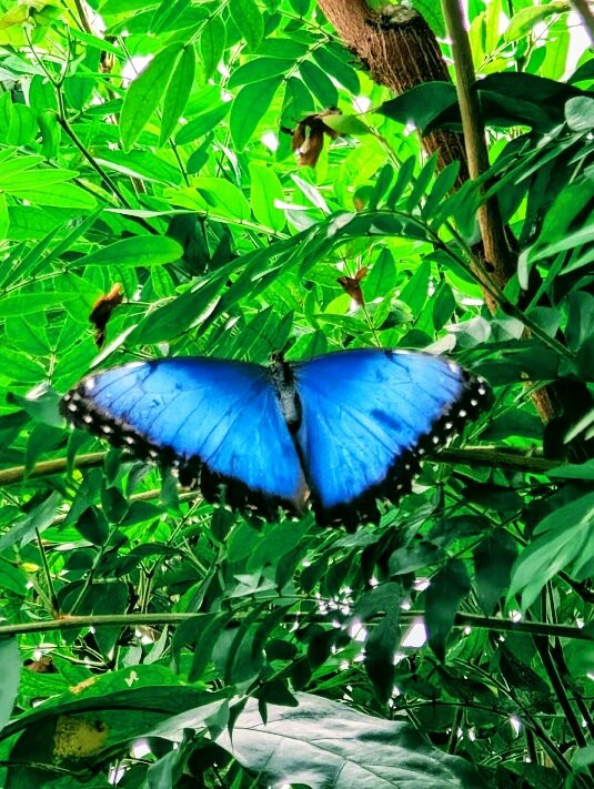 Butterfly World-斯托克顿提斯必去景点