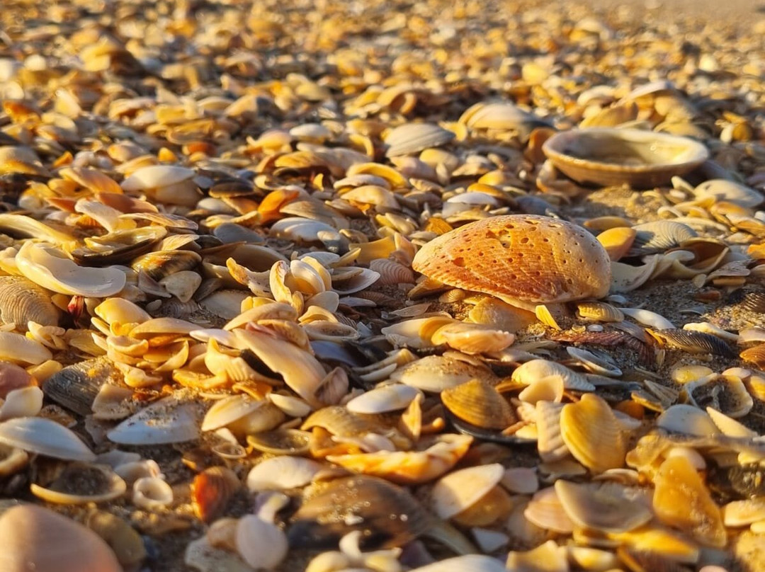 Playa de Islantilla-Islantilla必去景点