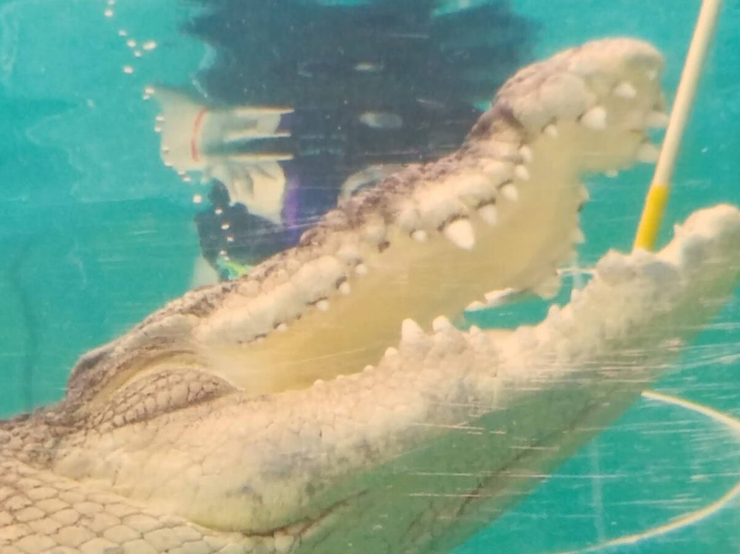 Crocosaurus Cove-达尔文市必去景点