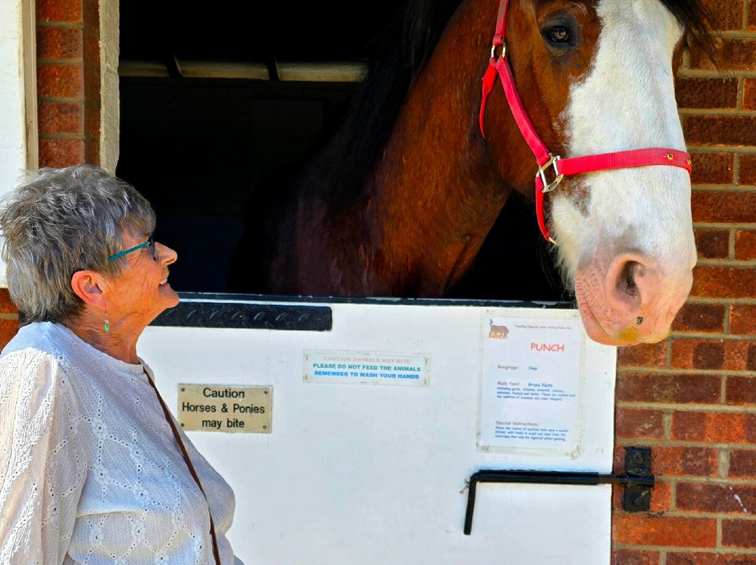 Hillside Shire Horse Sanctuary-West Runton必去景点