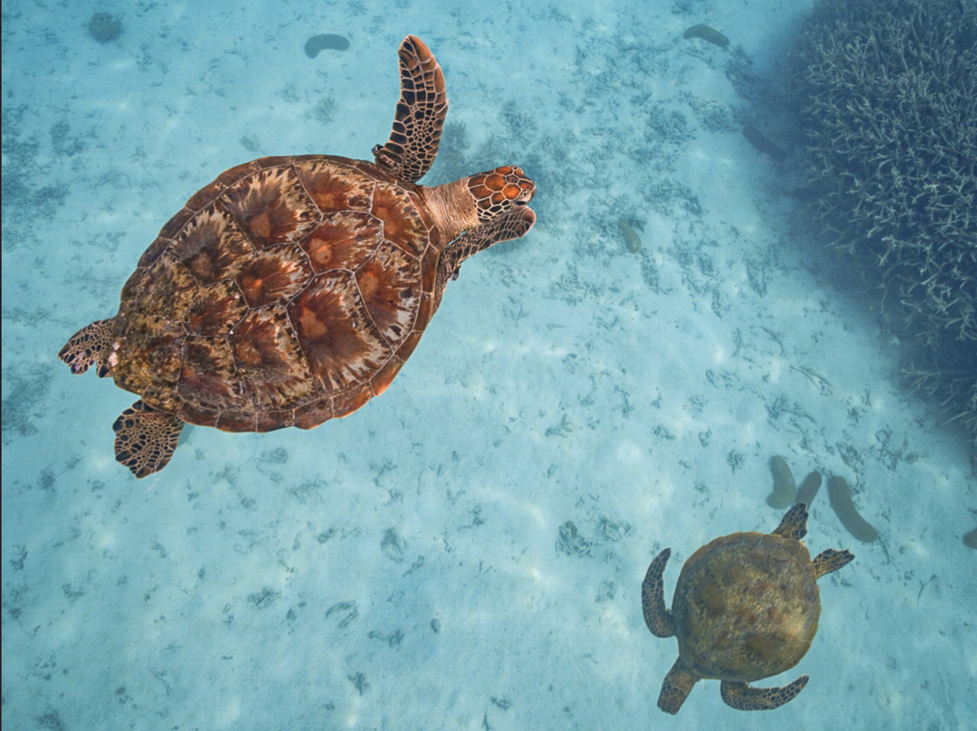Tweed Turtle Tours