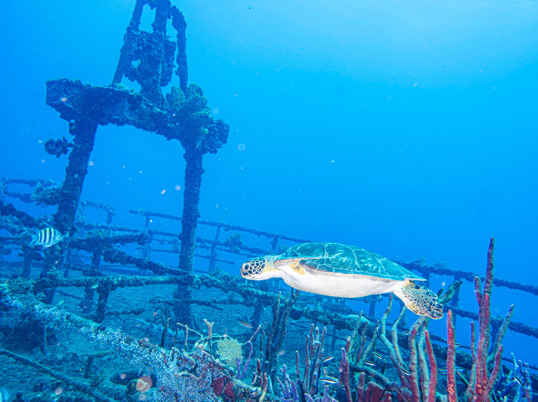 Statia Divers