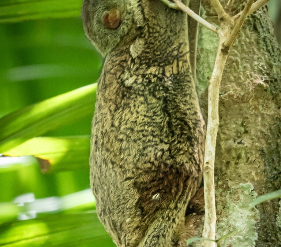 Bako National Park-古晋必去景点