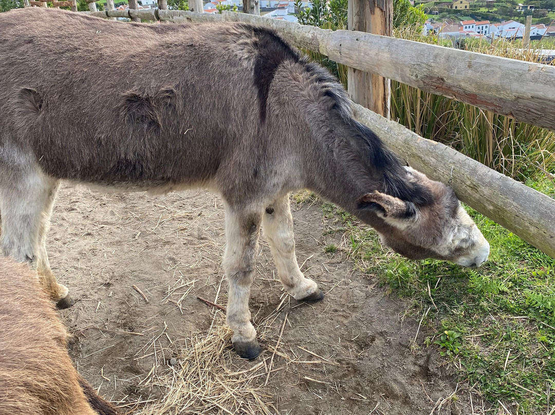 Donkeys & Friends-Agua de Alto必去景点