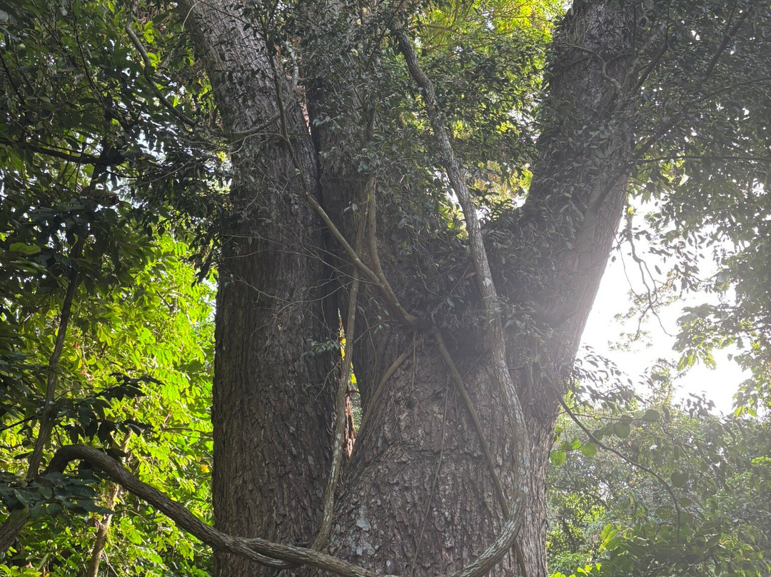 Mount Makiling-Los Banos必去景点