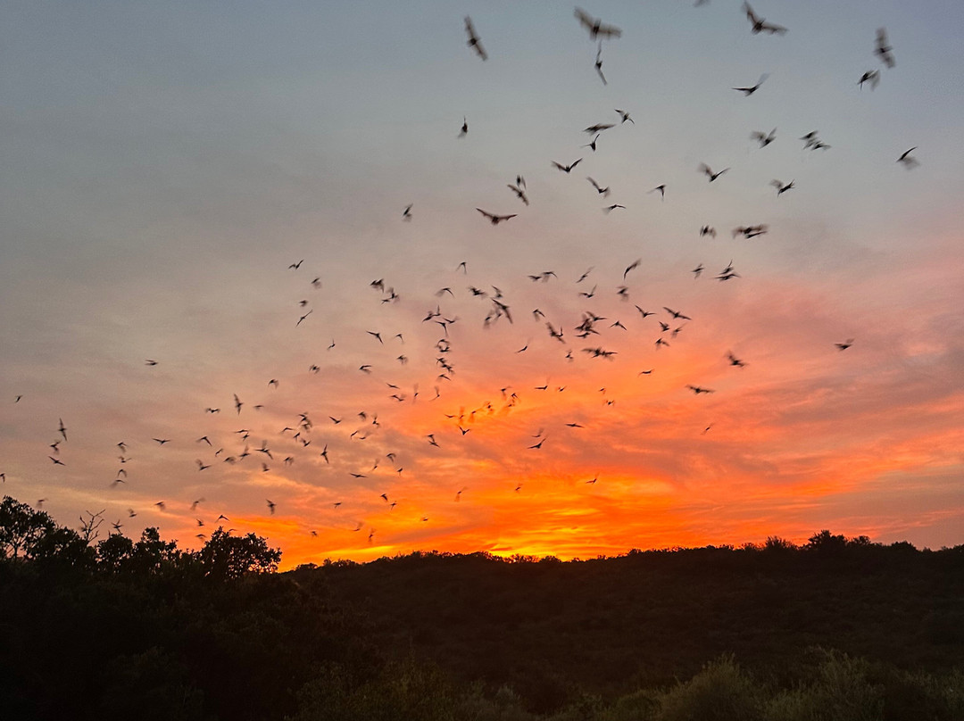 Frio Bat Flight Tours-Concan必去景点