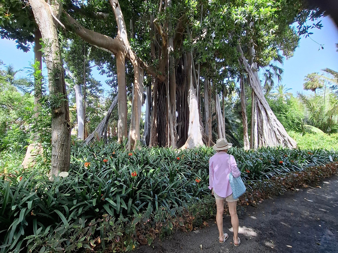 Botanischer Garten-德拉克鲁兹索尔港必去景点