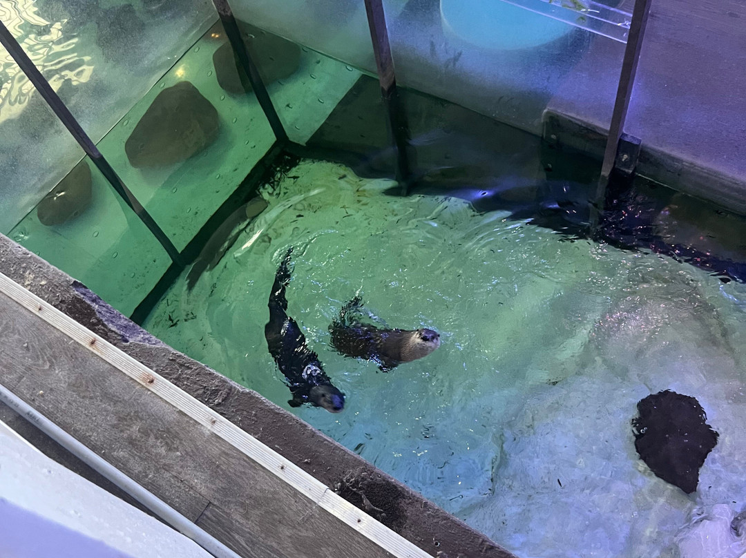 Clearwater Marine Aquarium-克利尔沃特必去景点