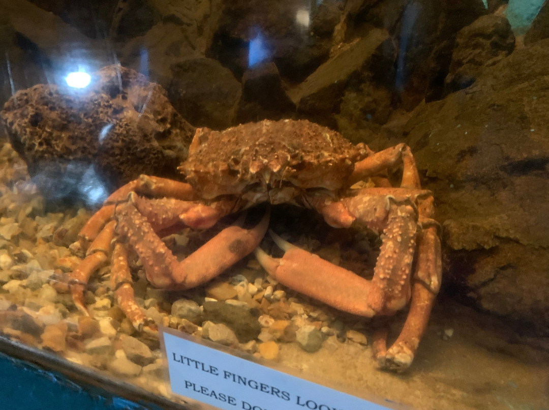 Fowey Aquarium-福伊必去景点