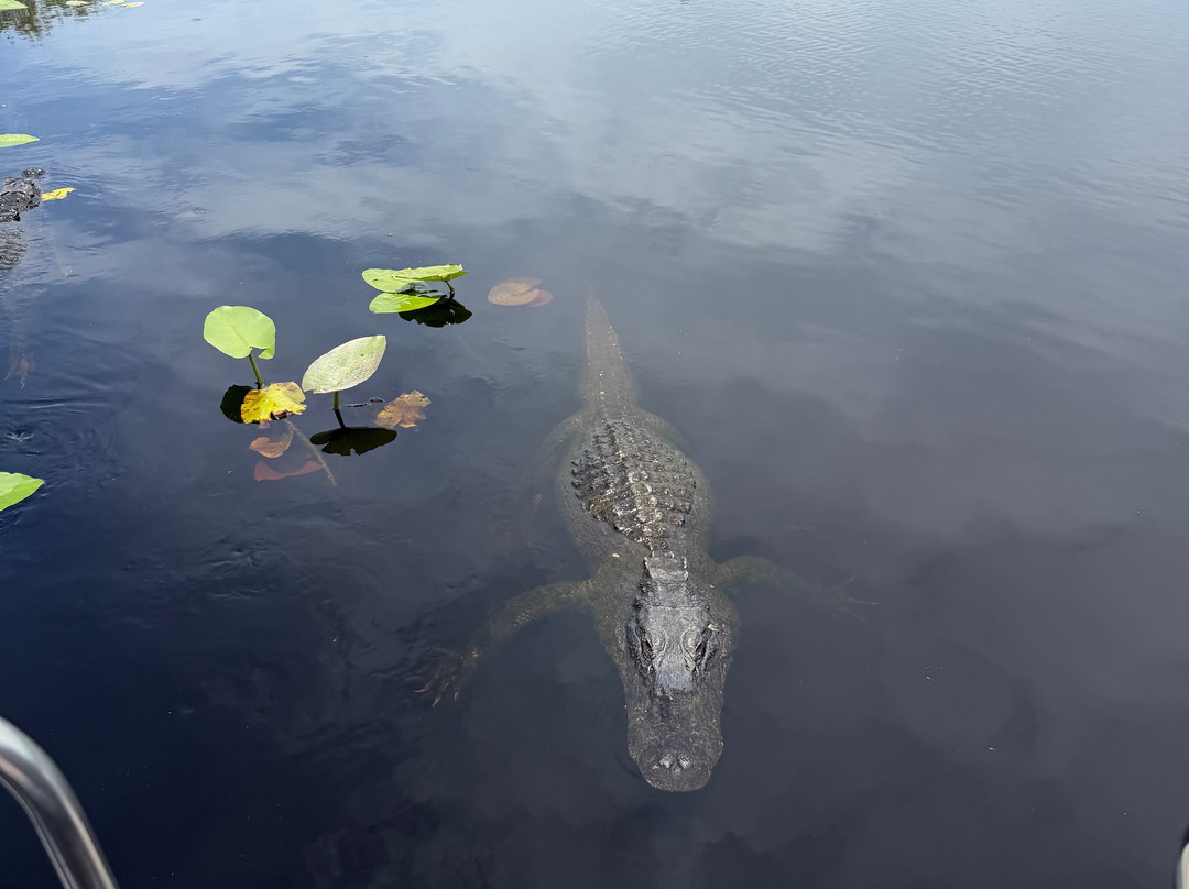 Everglades Swamp Tours-Everglades Wildlife Management Area必去景点