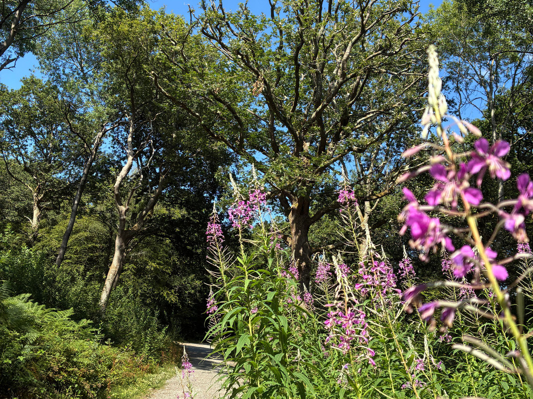 Hamstreet Woods National Nature Reserve-Hamstreet必去景点