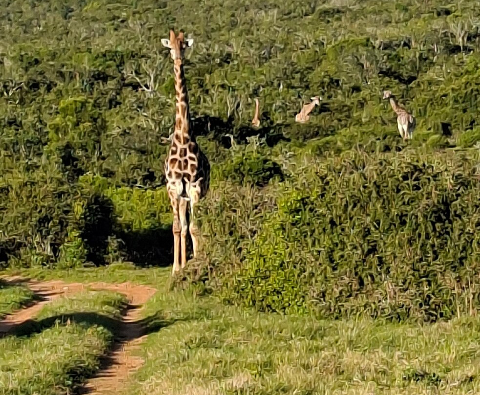 Schotia Tooth and Claw Safari-Addo Elephant National Park必去景点