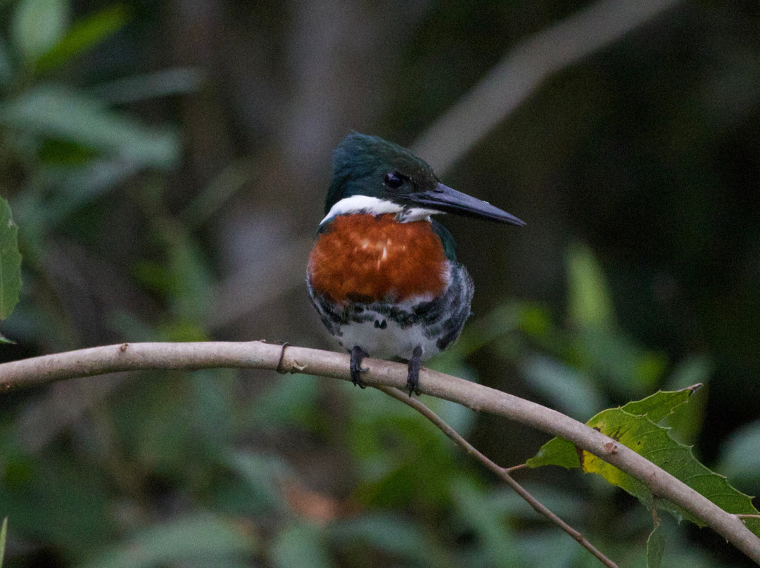 Olsen Photo Tours - Wildlife Experiences-Porto Jofre必去景点