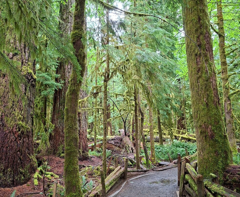 Cathedral Grove-艾伯尼港必去景点