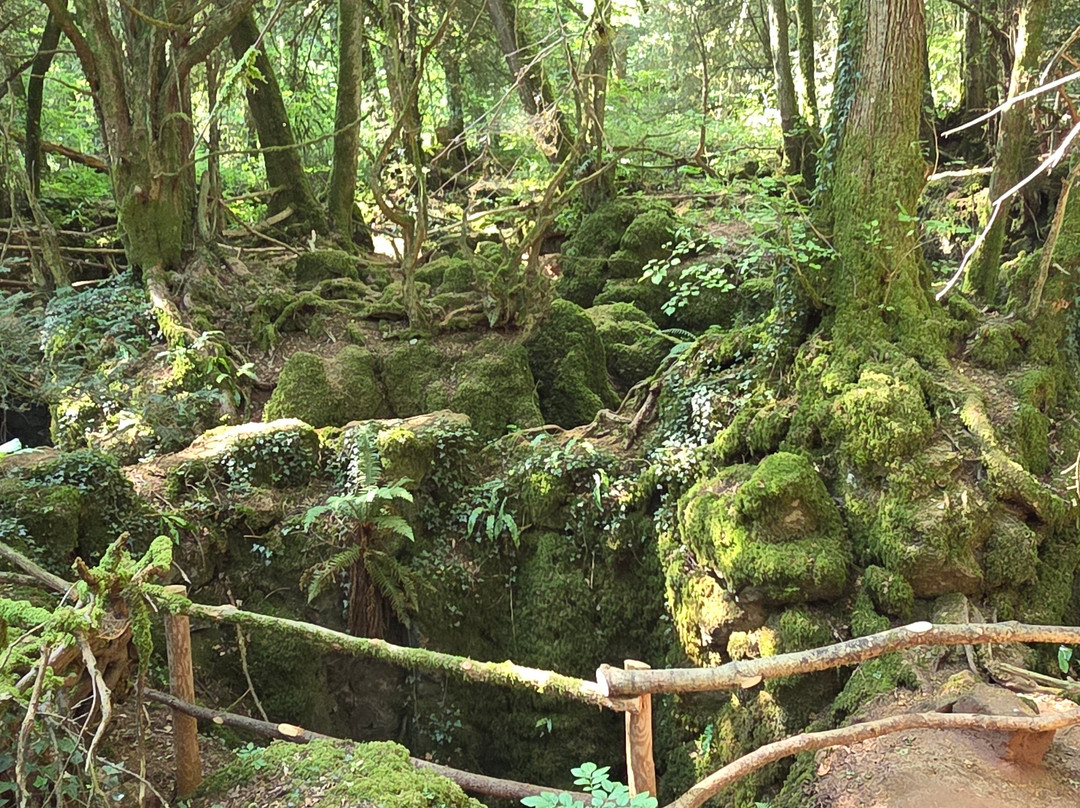 Puzzlewood-Coleford必去景点