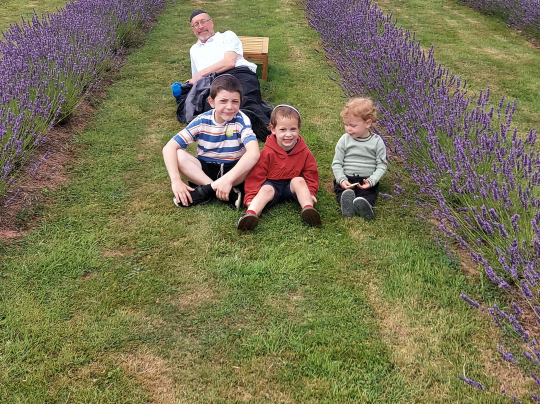 Farmers' Welsh Lavender Ltd-Builth Wells必去景点