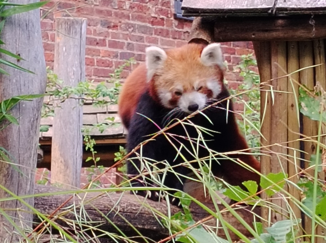 Safari Lodges At West Midlands Safari Park主图