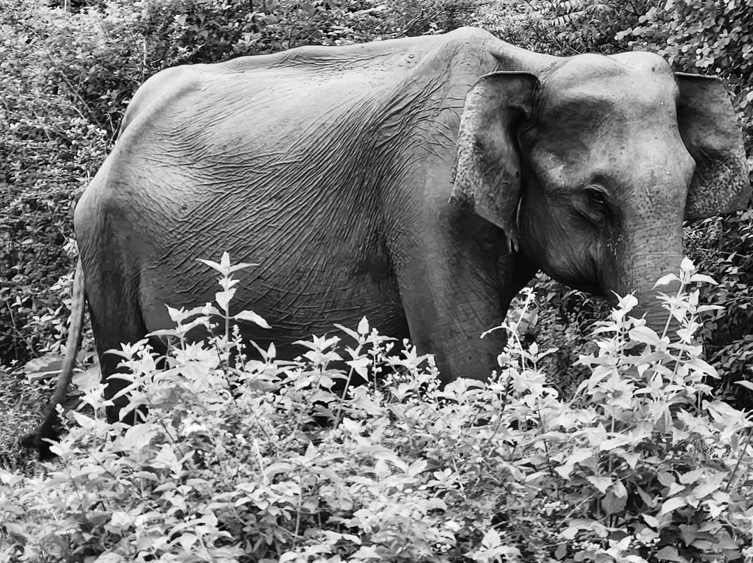 Loving Lanka Tours-康提必去景点