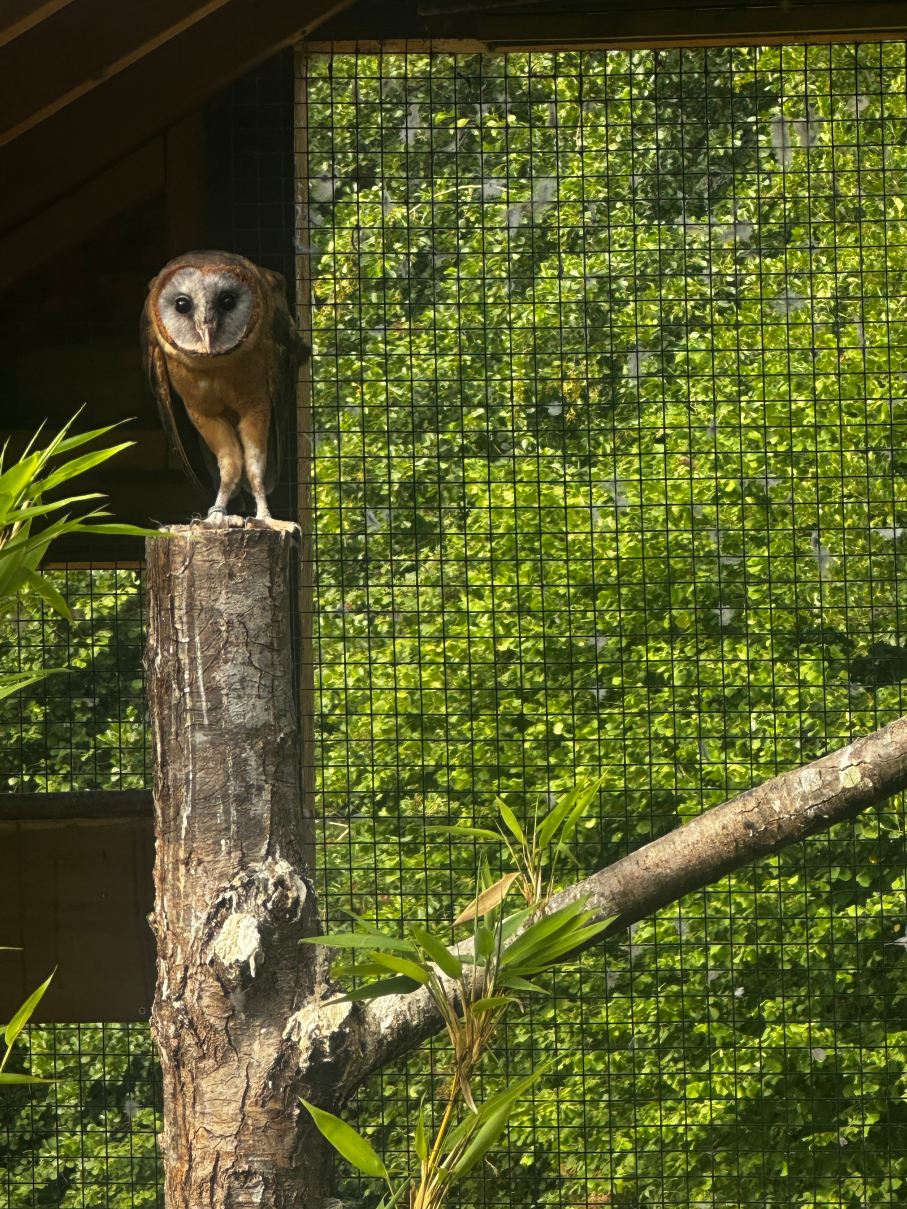 The Falcon House-旅行者