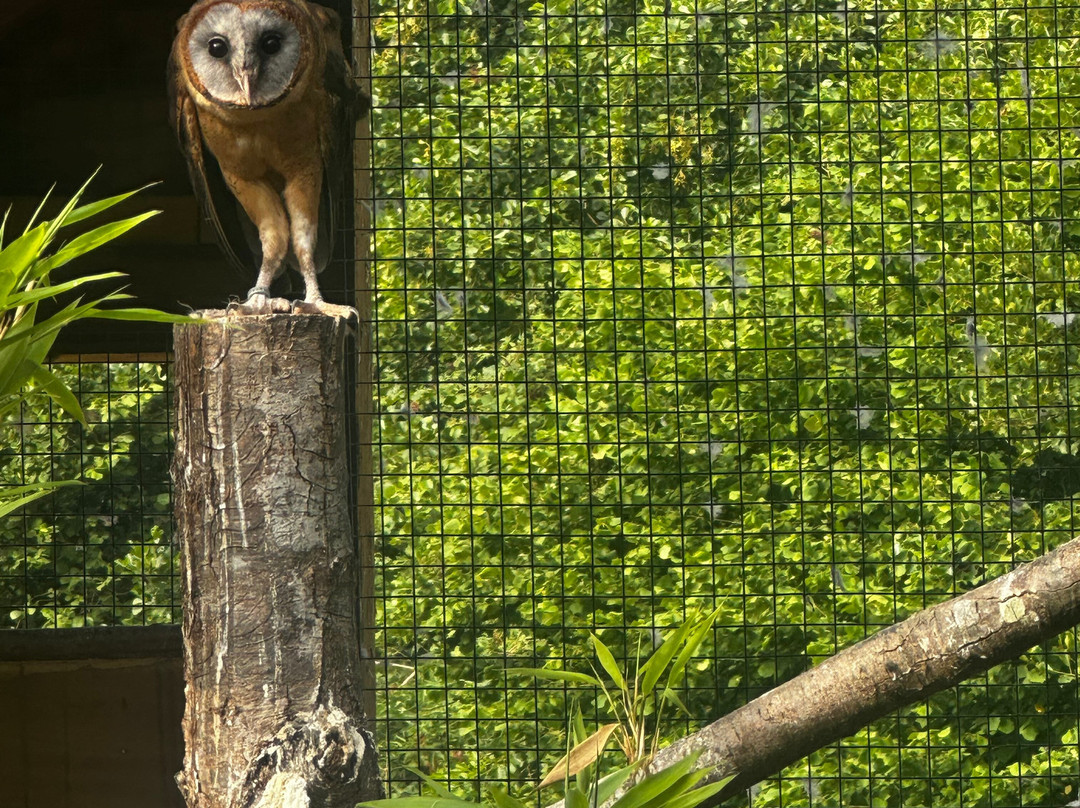 The Falcon House主图