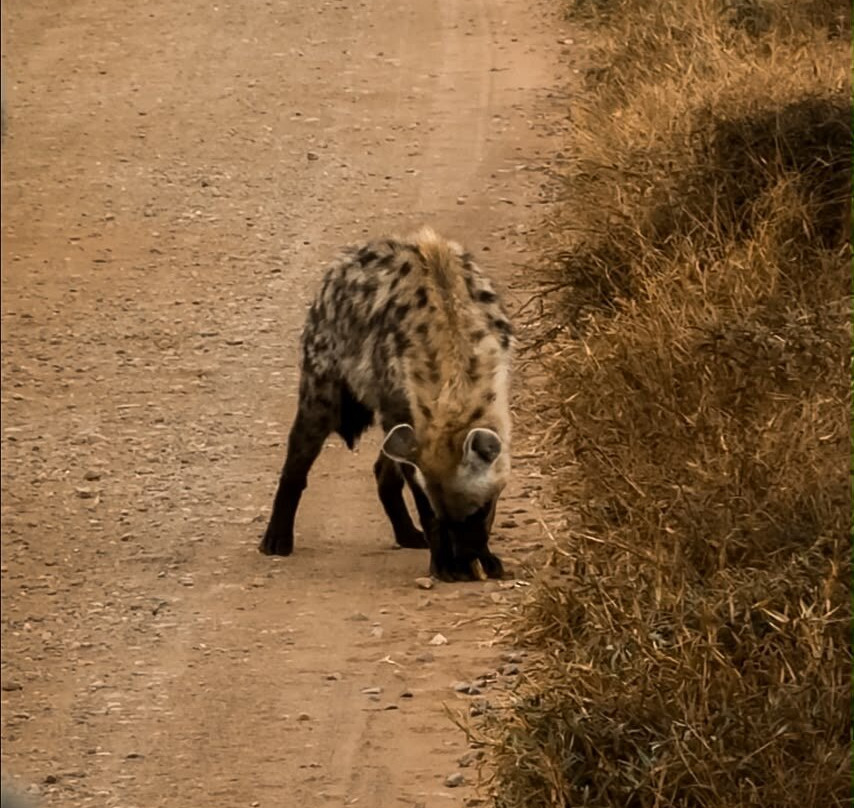 Southern Kruger Safaris-玛洛斯帕克必去景点
