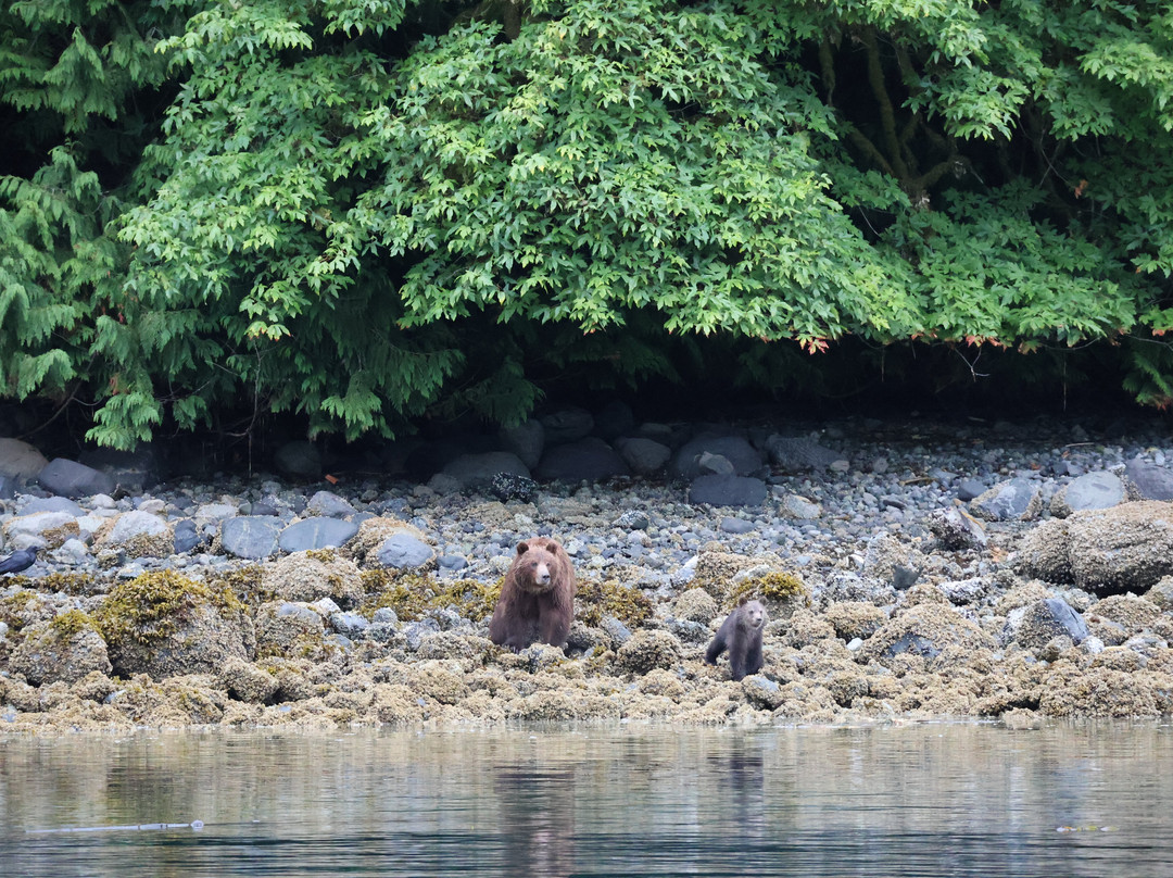 Tide Rip Grizzly Tours-Telegraph Cove必去景点