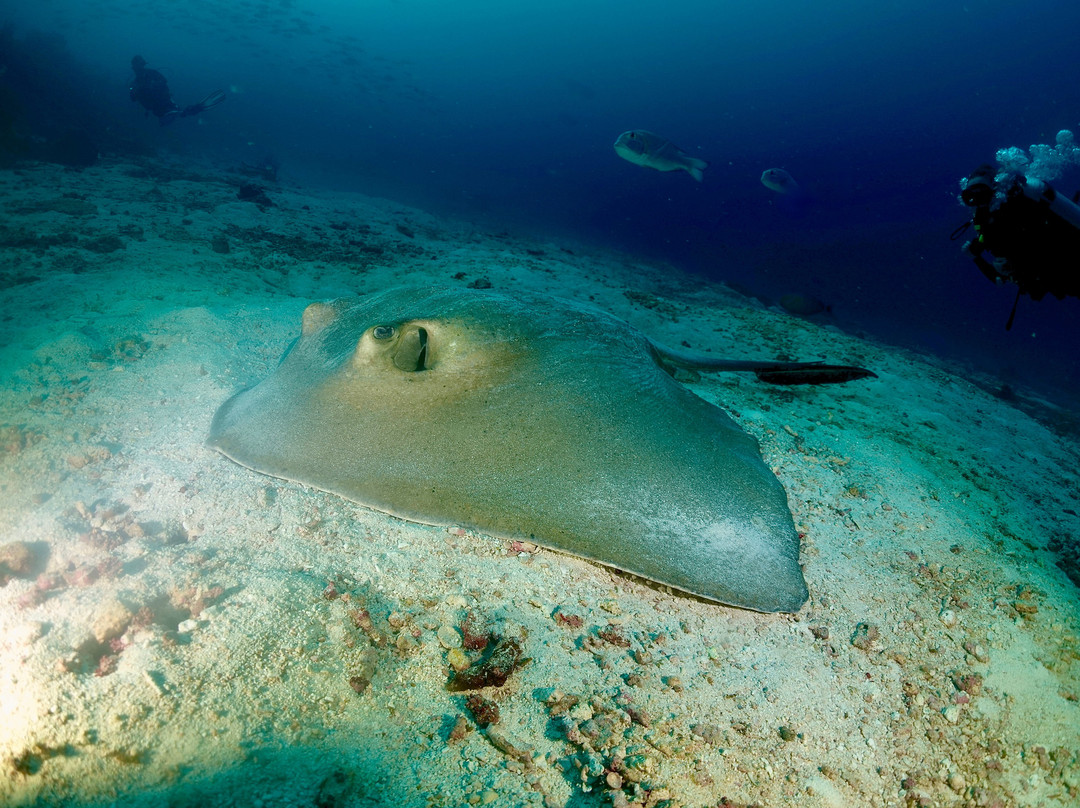 Family Divers Maldives-拉斯胡必去景点