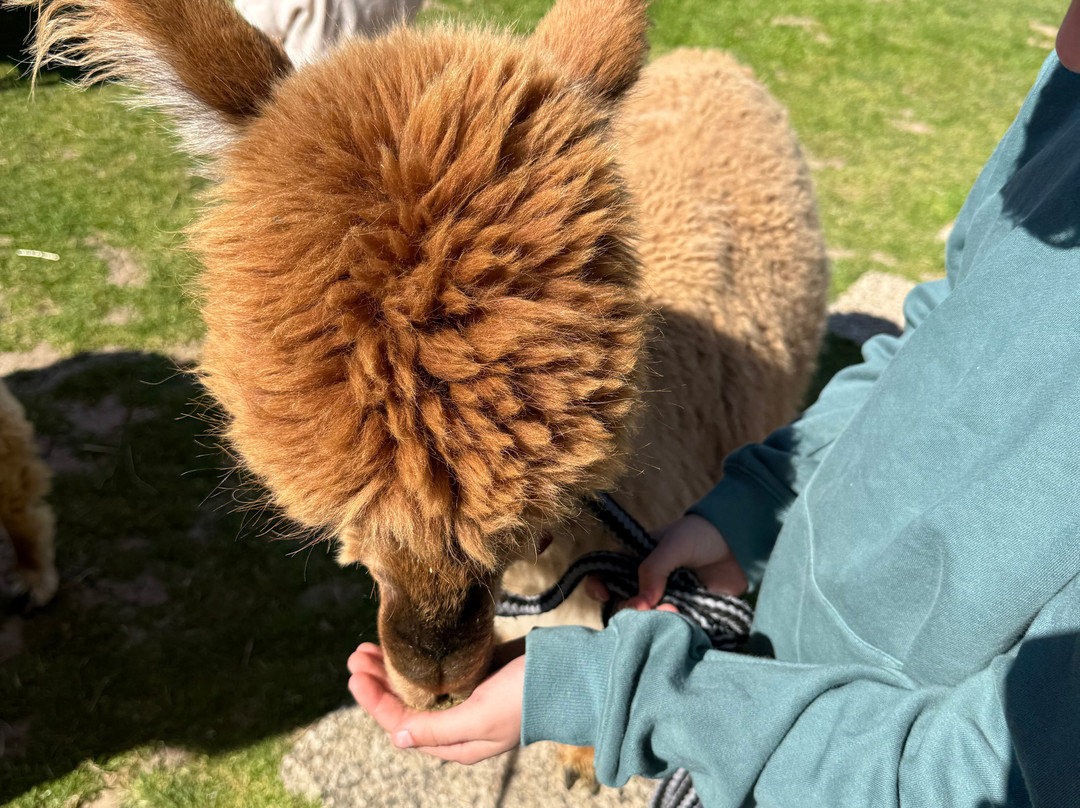 Alpaca's in de Betuwe-Lienden必去景点