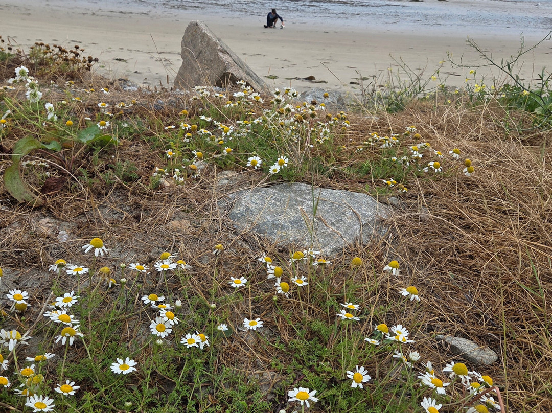 Bláthanna Fiáine Wildflower Walks-Inishmann必去景点