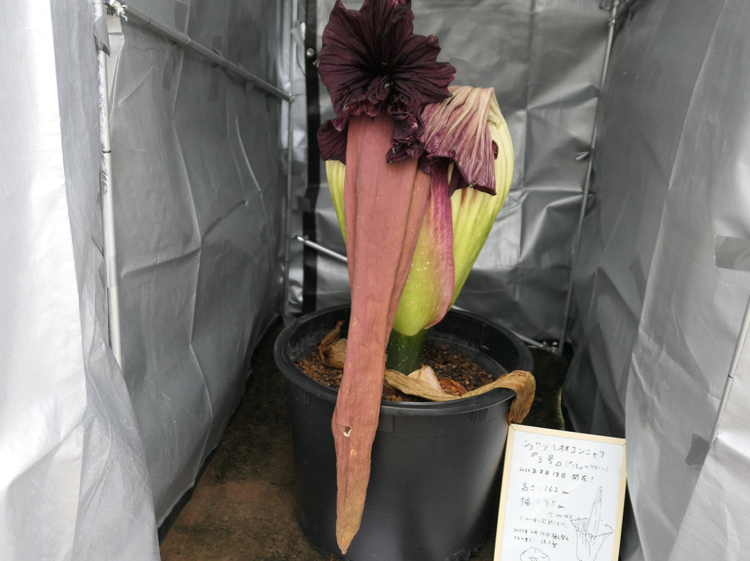 Tsukuba Botanical Garden-筑波市必去景点
