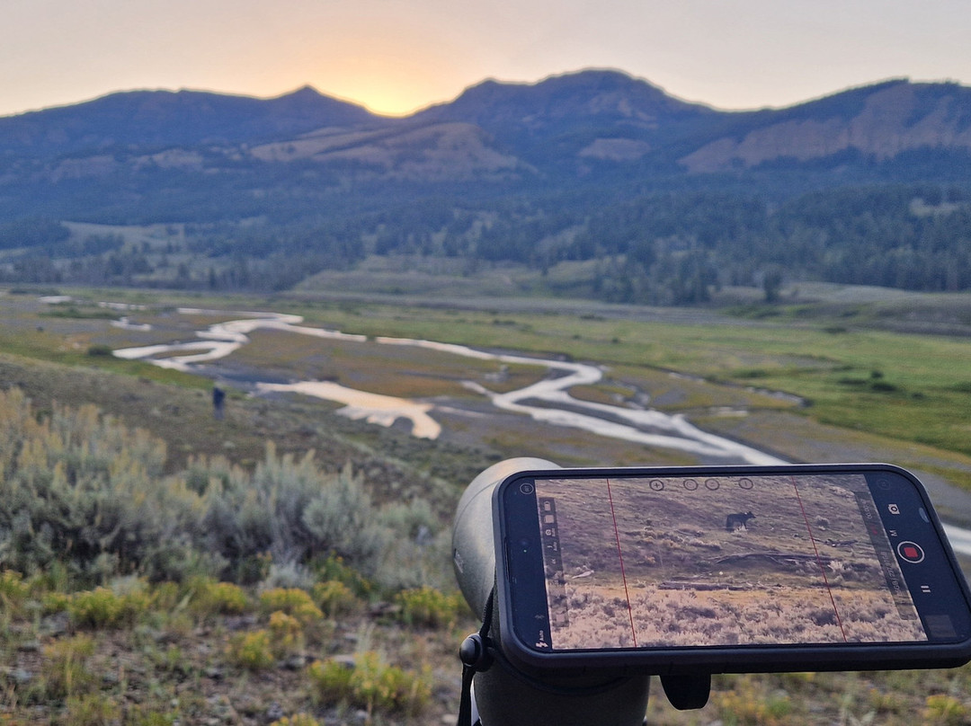 Yellowstone Wolf Tracker-加德纳必去景点