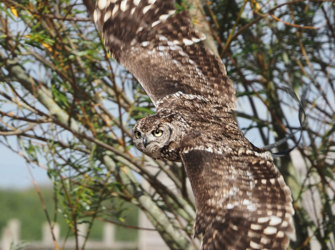 Birds of Prey Centre-Wilstead必去景点
