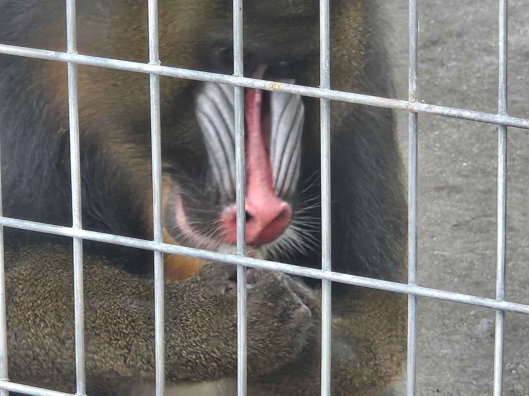 Big Cat Habitat-萨拉索塔必去景点