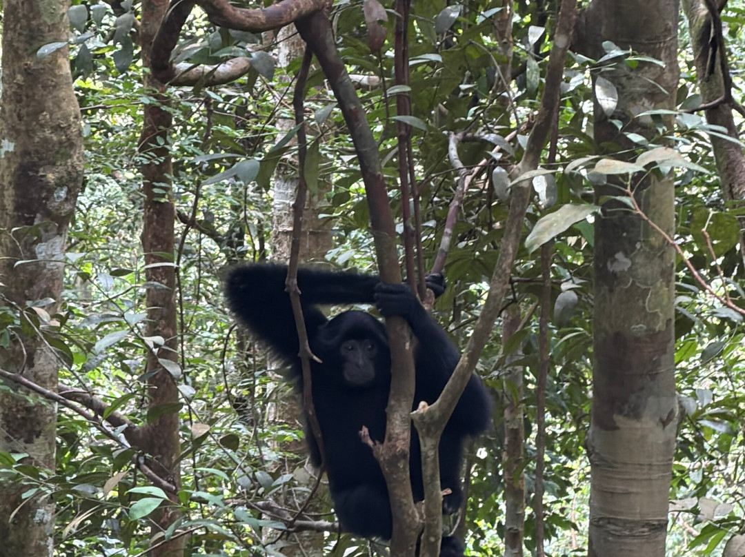 Sumatra Orangutan Explore-武吉拉旺必去景点