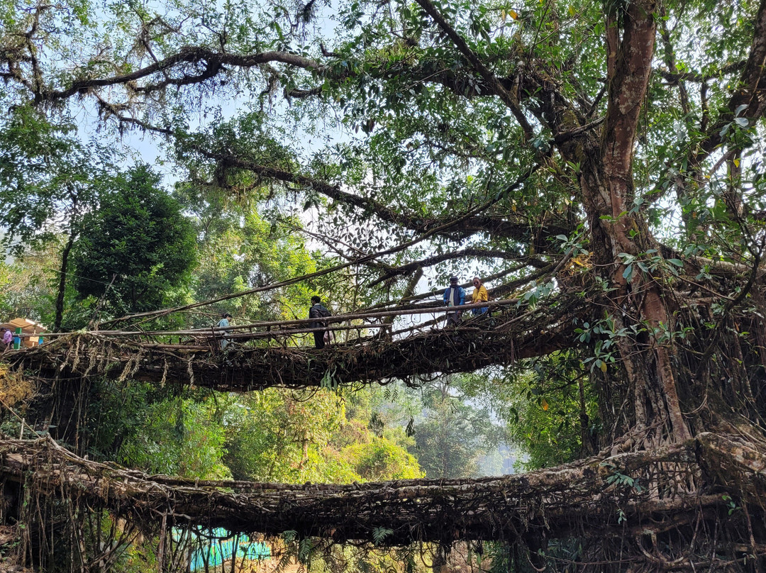 Double Decker Living Root Bridge-Sohra必去景点