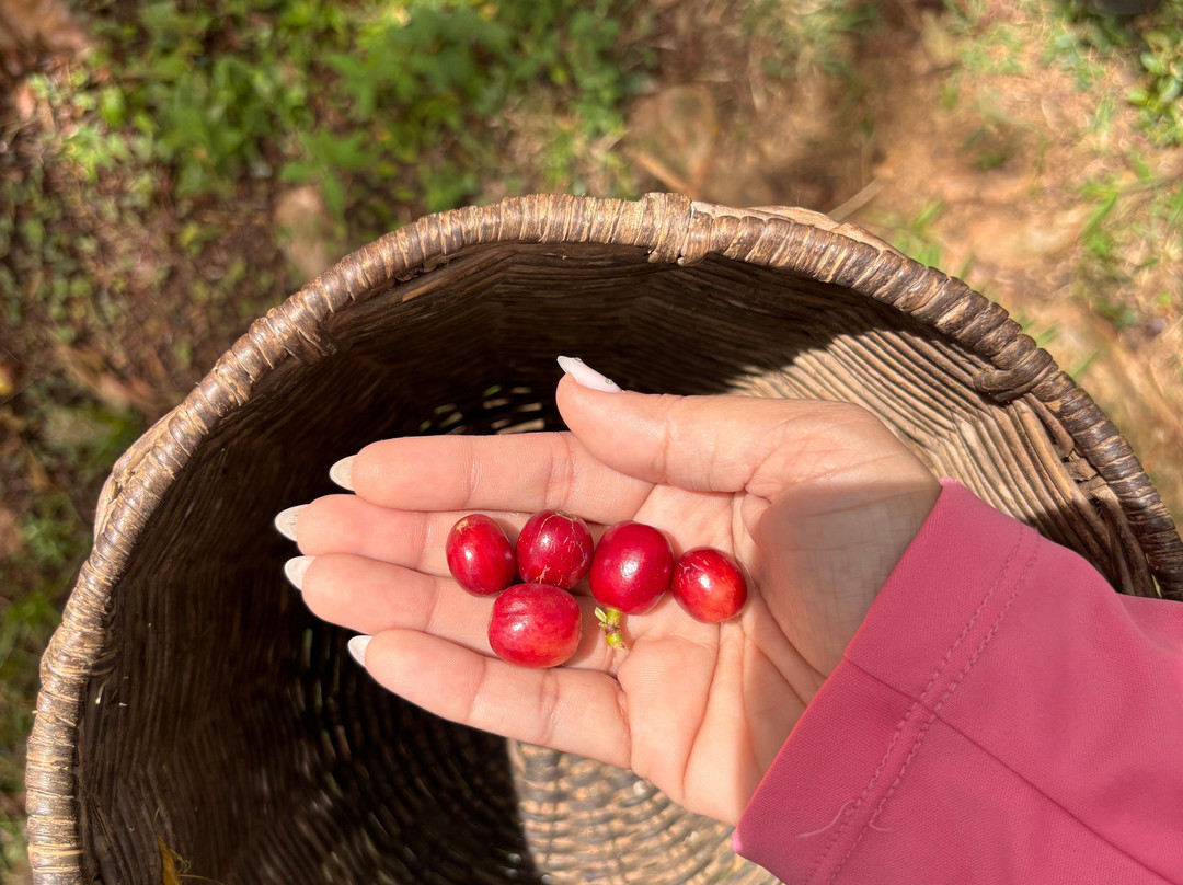 Finca Cafetera La Leona-麦德林必去景点
