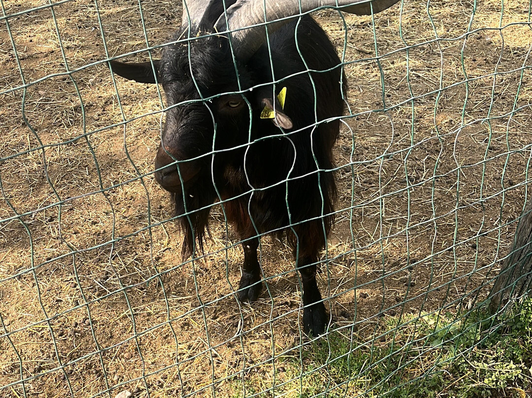 La Fattoria degli Animali-Pescasseroli必去景点