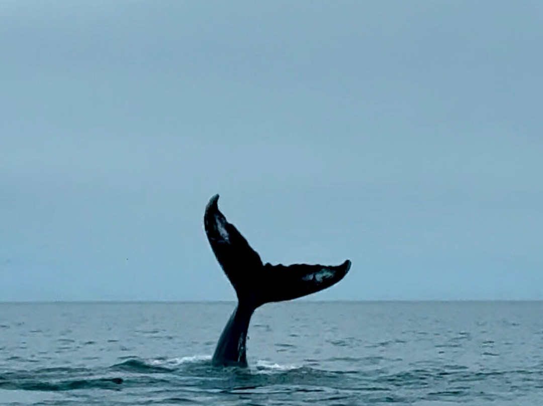 Freeport Whale & Seabird Tours-Freeport必去景点