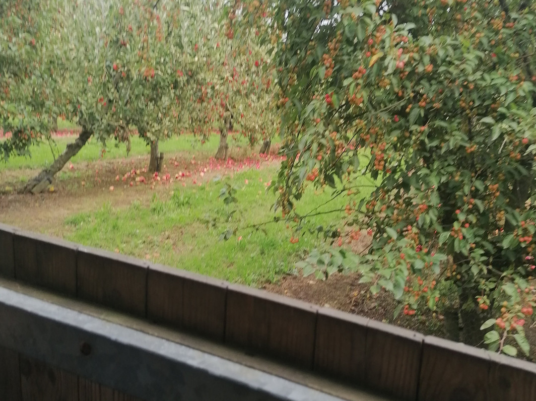 Healeys Cornish Cyder Farm-Penhallow必去景点