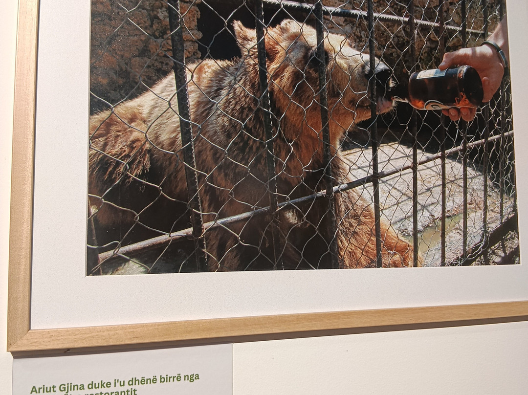 BEAR SANCTUARY Prishtina-普里什蒂纳必去景点