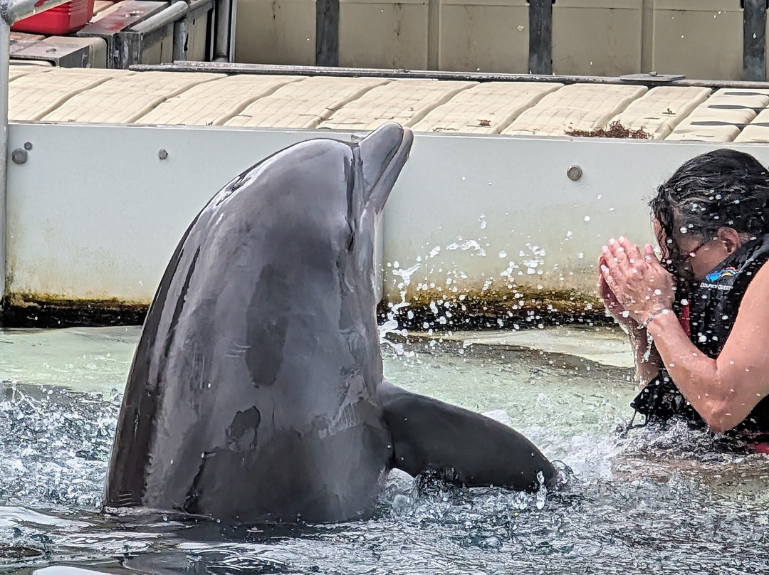 Dolphin Quest-Sandys Parish必去景点