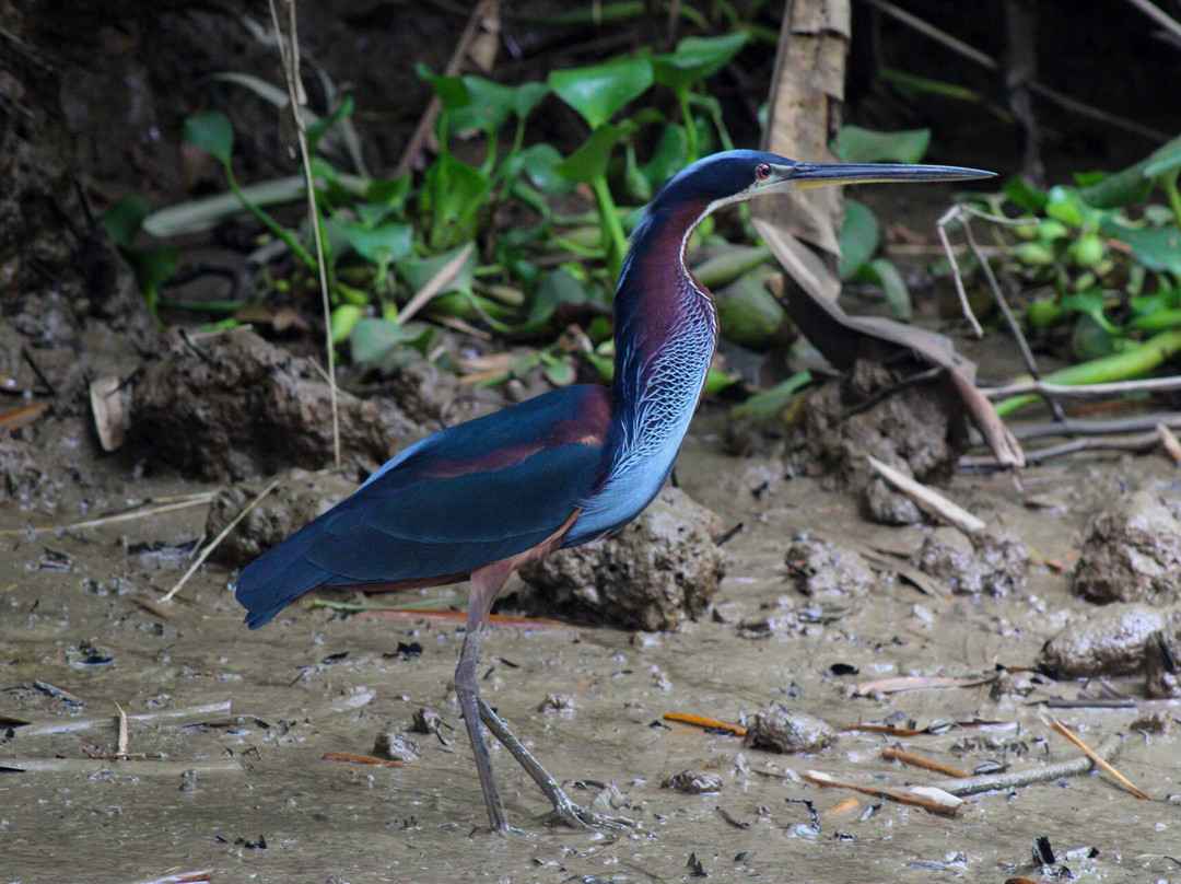 Osa Mangrove Tours-Sierpe必去景点