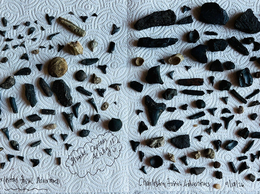 Charleston Fossil Adventures-查尔斯顿必去景点