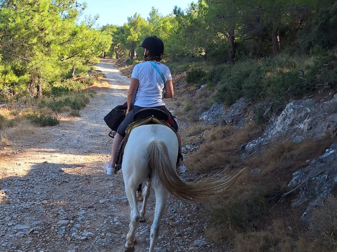 Panouris Ranch-Samos Town必去景点
