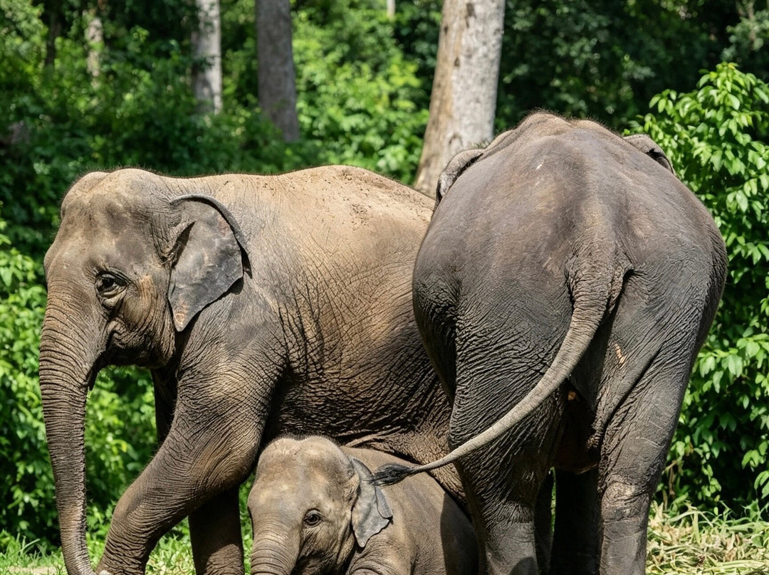 Pon Elephant Thailand-清迈必去景点