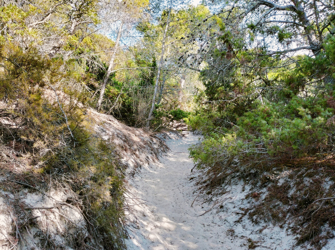 Plage de Saleccia-Santo-Pietro-di-Tenda必去景点